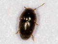 Acrotriches atomaria